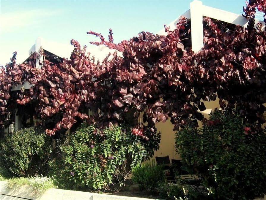 Bellevue Bed & Breakfast Mclaren Vale Exterior foto